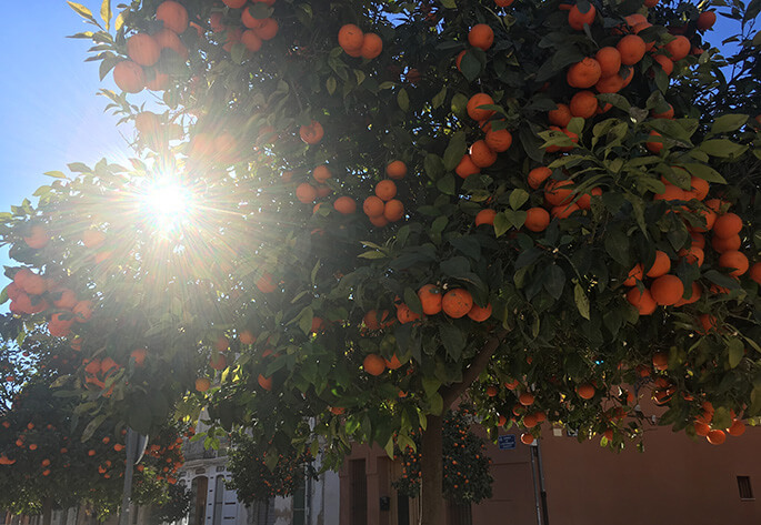 Valencian oranges everywhere