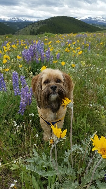 Pet Friendly Valencia 1 Dog-Pete-who-relocated-from-usa-to-valencia-spain