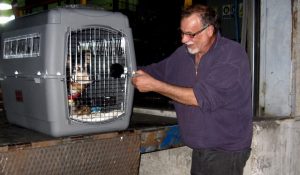 Pet Friendly Valencia 3 susan james moving pets to spain