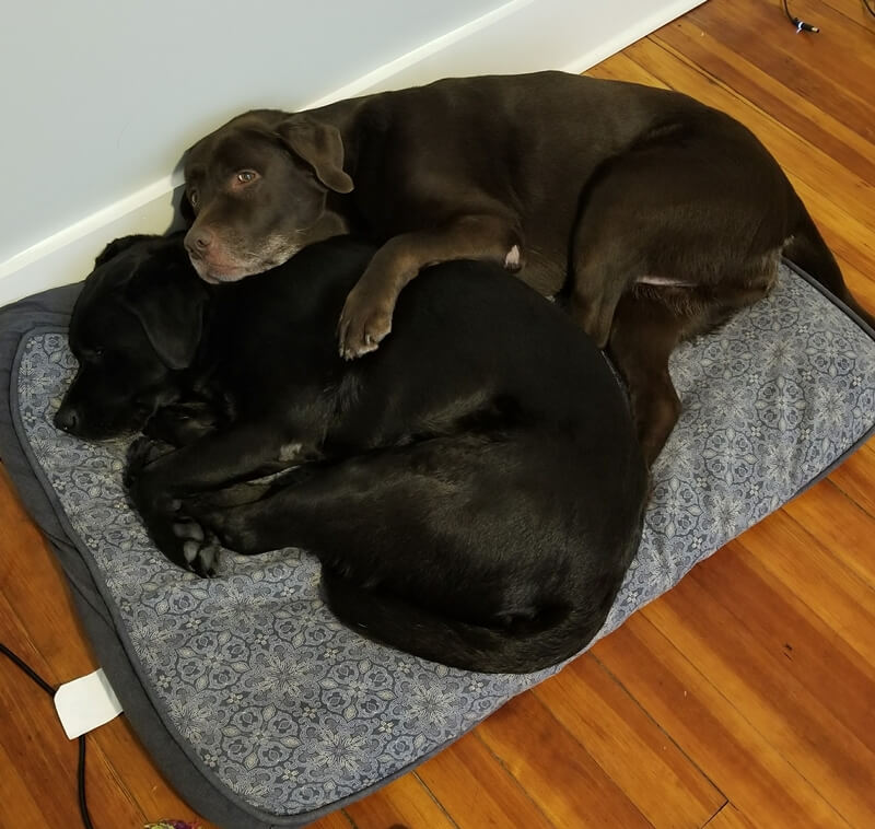 Pet Friendly Valencia 4 two labradors relocating to valencia spain