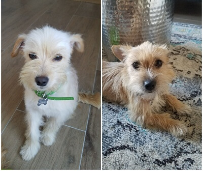 adopted dogs valencia